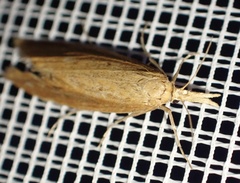 Donacaula forficella