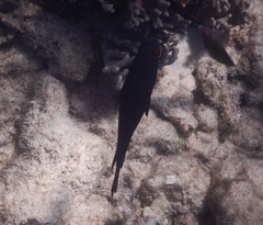 Neoglyphidodon melas