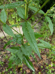 Eupatorium vaseyi