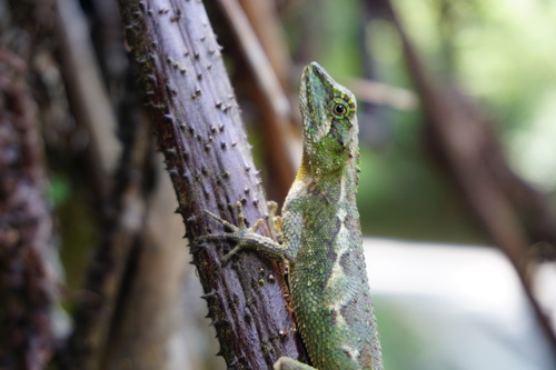 Okinawa Tree Lizard, photo 4 of 10