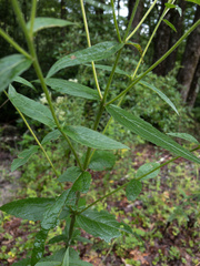 Eupatorium vaseyi