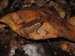 Hamptophryne boliviana