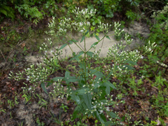 Eupatorium vaseyi