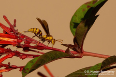 Polistes major major