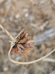 Cyperus capitatus
