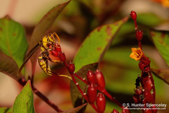Polistes major major