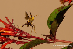Polistes major major