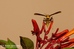 Polistes major major