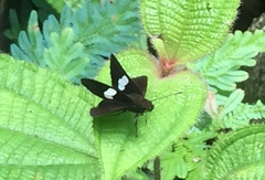 Notocrypta paralysos varians