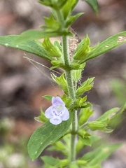 Hedeoma pulegioides