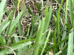 Pentagenia vittigera