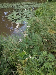 Peucedanum palustre