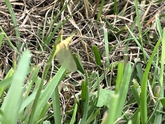 Pentagenia vittigera