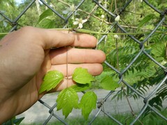 Neolasioptera clematidis