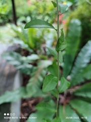 Tarlmounia elliptica