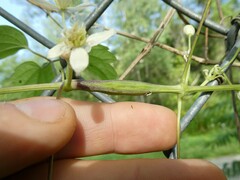 Neolasioptera clematidis