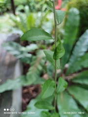 Tarlmounia elliptica