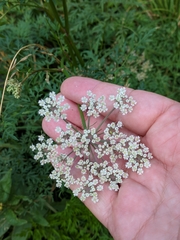Peucedanum palustre