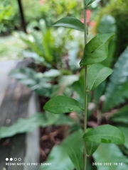 Tarlmounia elliptica