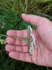 Peucedanum palustre