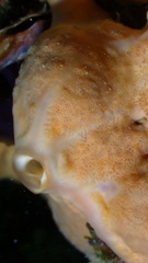 Spirastrella hartmani