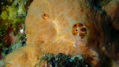 Spirastrella hartmani