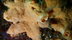 Spirastrella hartmani