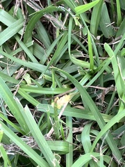 Pentagenia vittigera