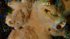 Spirastrella hartmani