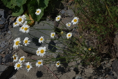 Tanacetum daghestanicum