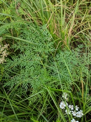 Peucedanum palustre
