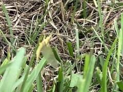 Pentagenia vittigera