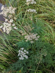 Peucedanum palustre