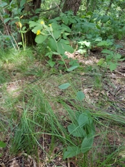 Hieracium scabrum