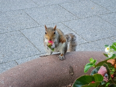 Sciurus carolinensis