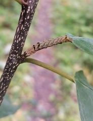 Melanchra persicariae