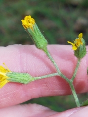 Hieracium scabrum