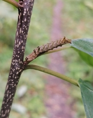 Melanchra persicariae