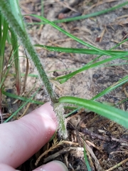 Hieracium scabrum