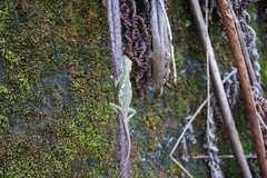 Diploderma polygonatum xanthostomum