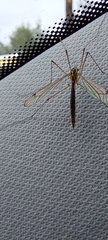 Tipula
