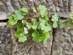 Cymbalaria muralis