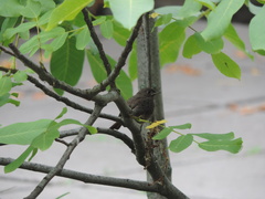 Phoenicurus ochruros