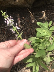 Stachys stebbinsii
