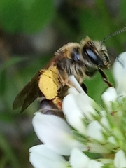 Andrena wilkella