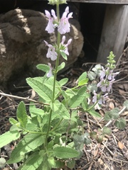 Stachys stebbinsii