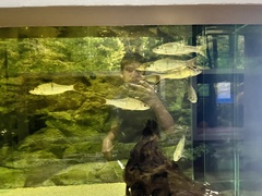 Hampala macrolepidota