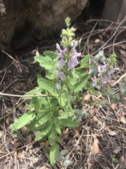 Stachys stebbinsii