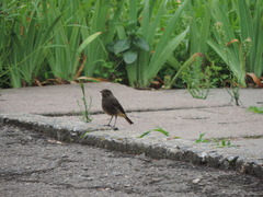 Phoenicurus ochruros