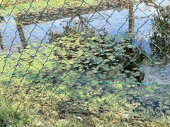 Ludwigia sedoides